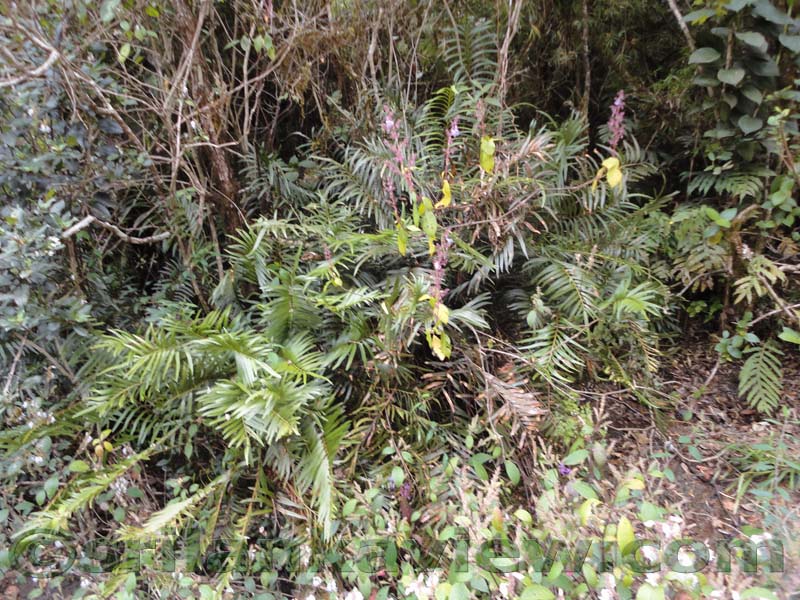 Horton Plains National Park and vicinity