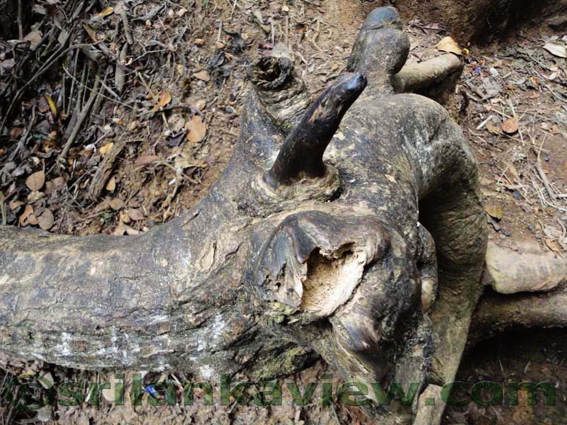 Horton Plains National Park and vicinity