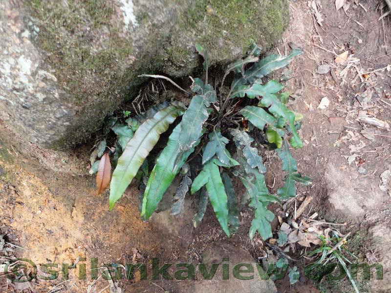 Horton Plains National Park and vicinity