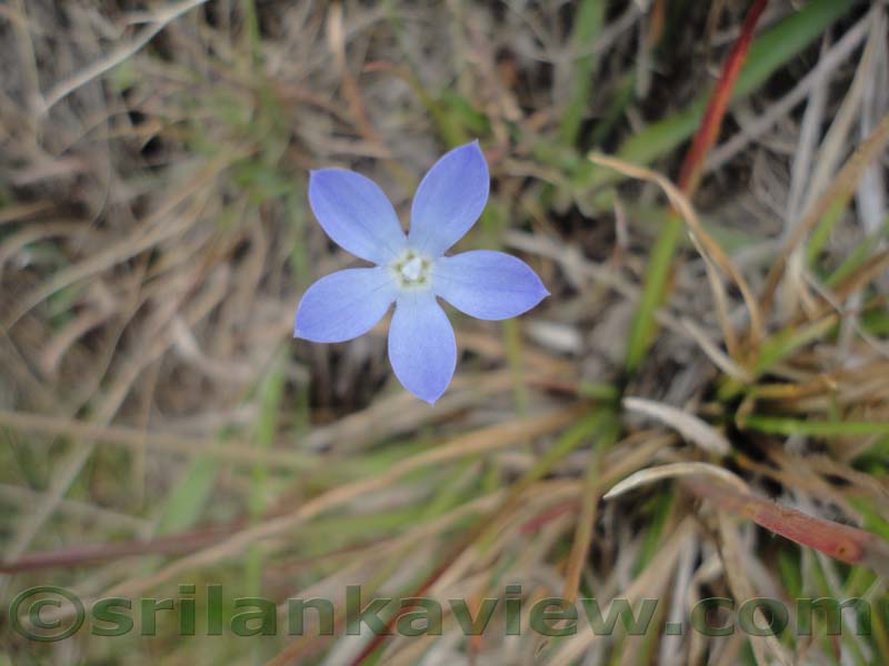 Horton Plains National Park and vicinity