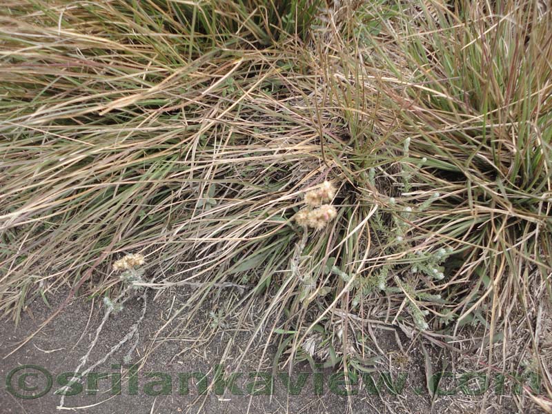 Horton Plains National Park and vicinity