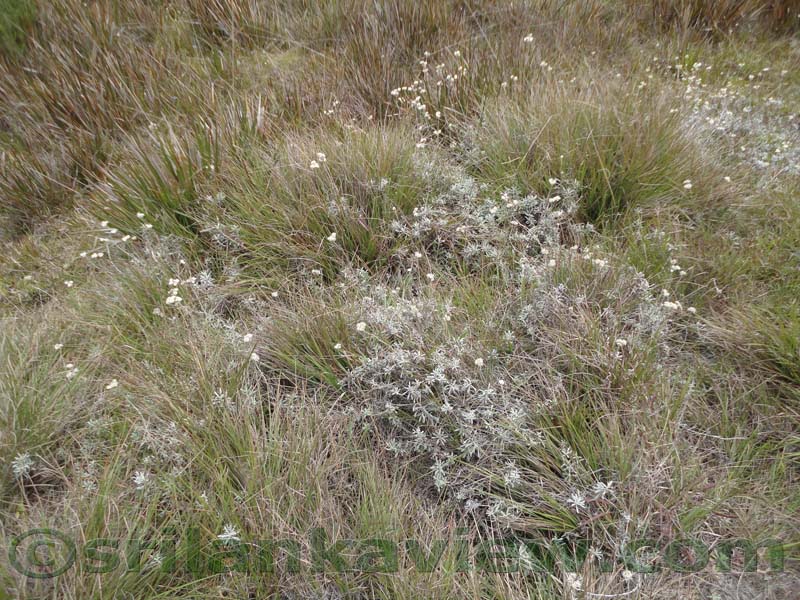 Horton Plains National Park and vicinity