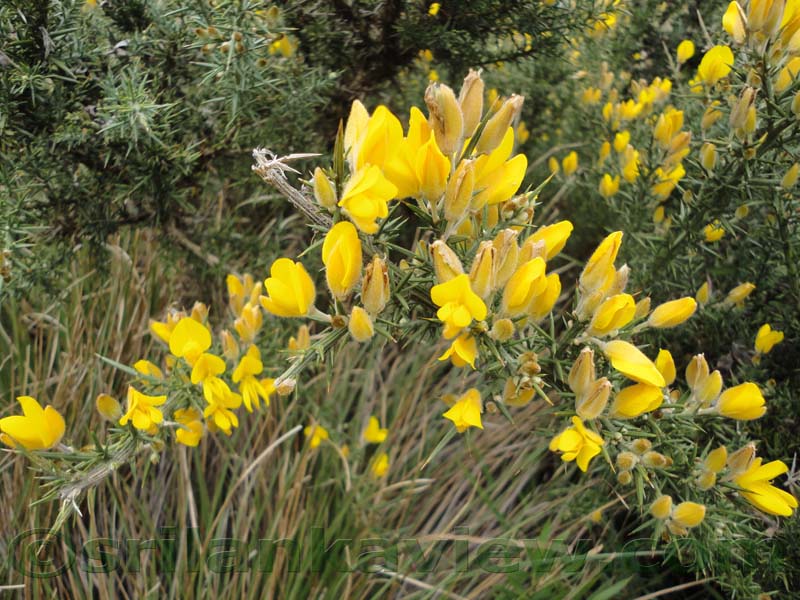 Horton Plains National Park and vicinity