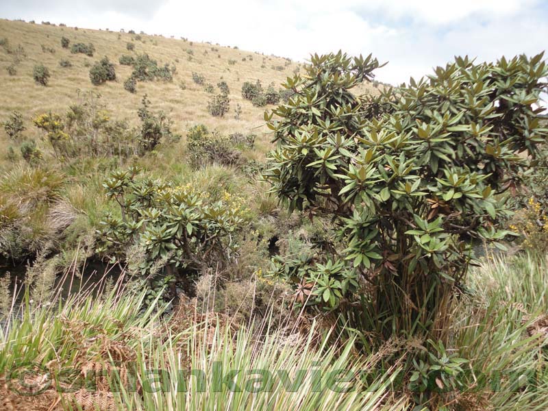 Horton Plains National Park and vicinity