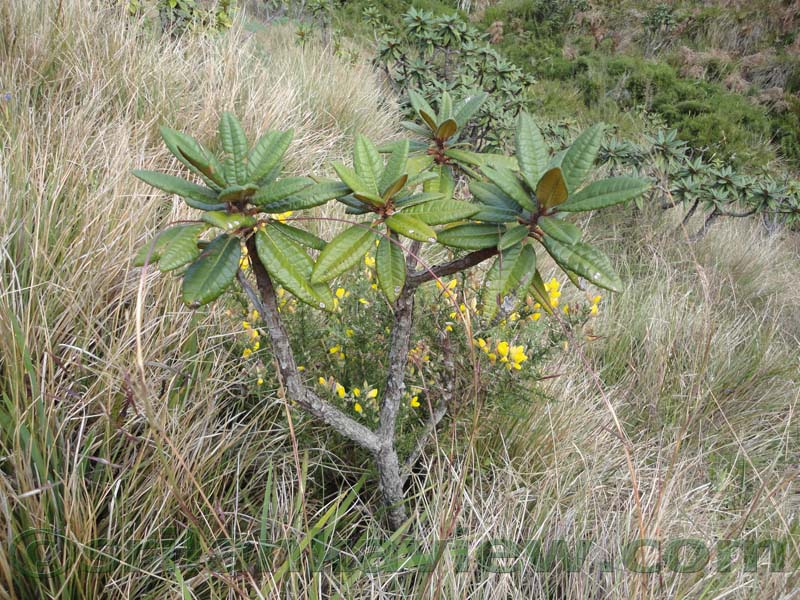 Horton Plains National Park and vicinity