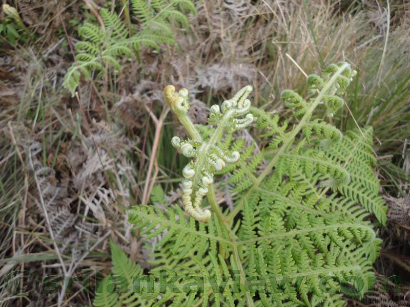 Horton Plains National Park and vicinity
