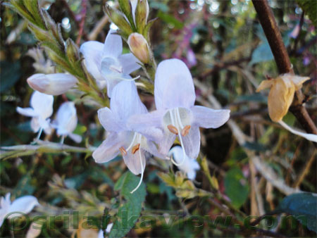 Nelu Flowers at Horton Plains-Strobilanthes Sp.