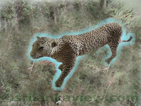 Leopard of Horton Plains