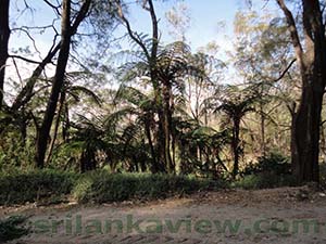 The protected Hakgala Strict Nature Reserve passing Ambewela along the main road to Pattipola
