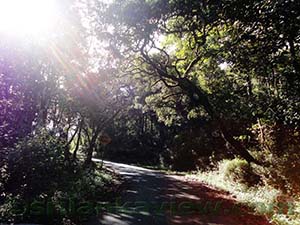 Leading to Horton Plains National Park from Pattipola

