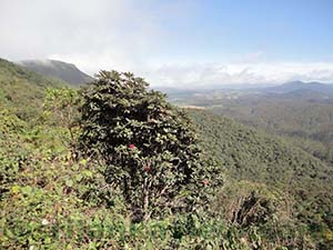 Almost reaching the heights of Horton Plains National Park now. The first indication of the forest was greeted by this Maha Ratmala tree.
