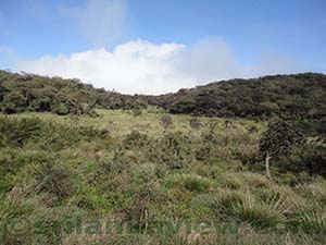 The Patana Grasslands and the Cloud Forest of Horton Plains National Park
