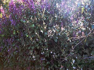 Assortment of Nelu Flowers.

Flora varieties at Horton Plains National Park

Horton Plains National Park
			
			
 
