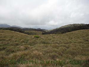 The unigue co exisitance of cloud forest and grassland communities is the special feature of Horton Plains National Park as seen in this photograph
