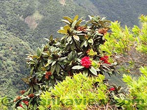 Scenery and surrounding landscape at the Greater World's End

Horton Plains National Park
