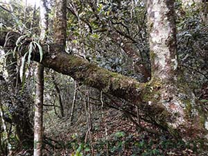 Inside the Cloud Forest near Baker's Falls

Horton Plains National Park
