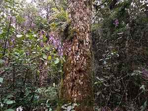 Assortment of Nelu Flowers.

Flora varieties at Horton Plains National Park

Horton Plains National Park
			
			
 
