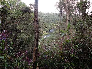 Assortment of Nelu Flowers.

Flora varieties at Horton Plains National Park

Horton Plains National Park
			
			
 
