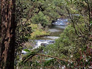 Inside the Cloud Forest near Baker's Falls, Water flow from the falls can be seen

Horton Plains National Park
