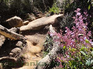 Nelu Flowers.

Flora varieties at Horton Plains National Park

Horton Plains National Park
			
			
 
