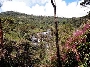Baker's Falls Trail inside Cloud Forest. The Falls seen at distance

Horton Plains National Park
