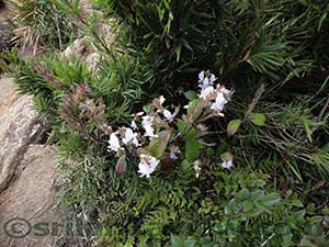  Nelu Flowers.

Flora varieties at Horton Plains National Park

Horton Plains National Park
			
			
 
