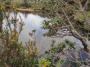 Flora surrounding the pool waters

Horton Plains National Park
