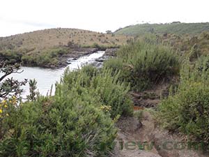 Kuru Una- Dwarf Bamboo-Chimney Pool surrounding

Horton Plains National Park
