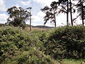 Looking back towards the Trail running amidst the Grassland. The END of Trail. i

Horton Plains National Park

1.41 pm - Time Elapsed 03.25 Hrs.Min
