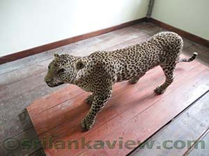  Stuffed Leopard at Horton Plains National Park visitor center
