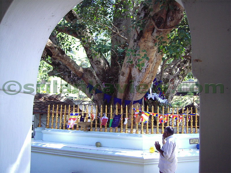 The Bo Tree at the upper terrace. Vishnu Temple.Usually there ia a Bo tree in every temple.Buddhists here woreship Lord Buddha mainly and then woreship the gods who safeguard the Buddhism and the country and who lookafter the people.