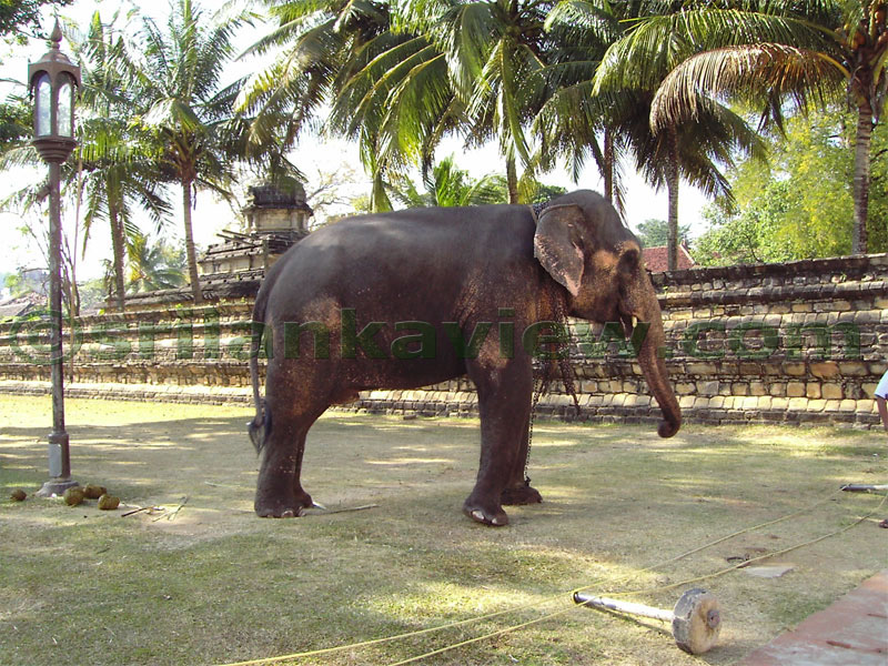 Tamed Elephant near Natha Temple.