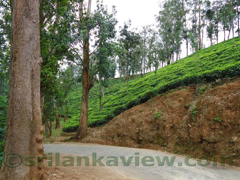Along the route to Hulu Ganga from  Kandy