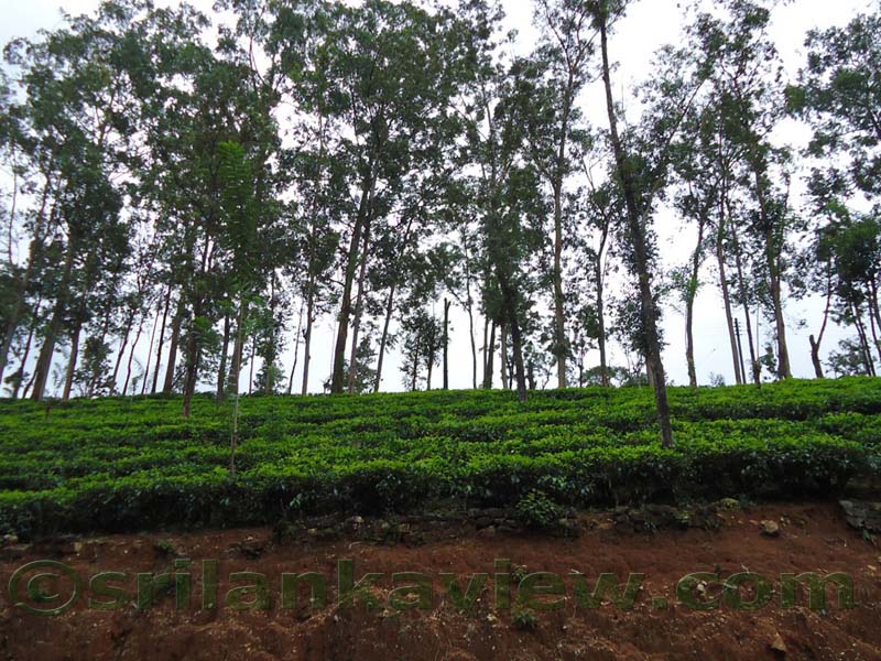 Along the route to Hulu Ganga from  Kandy