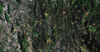 Knuckles Map