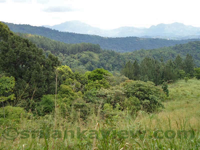 Riverston Rainy Season