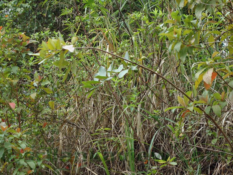 Riverston Rainy Season