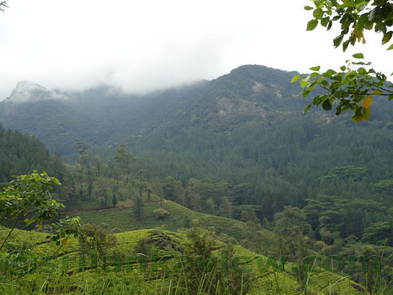 Riverston Rainy Season