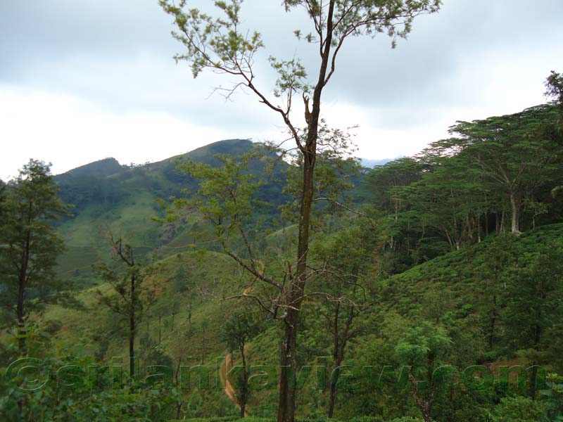 Riverston Rainy Season