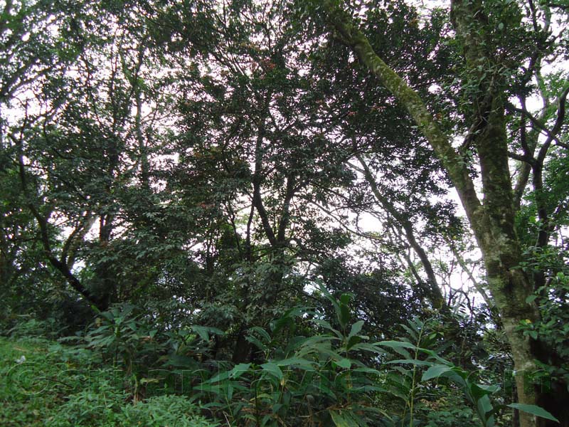 Riverston Rainy Season