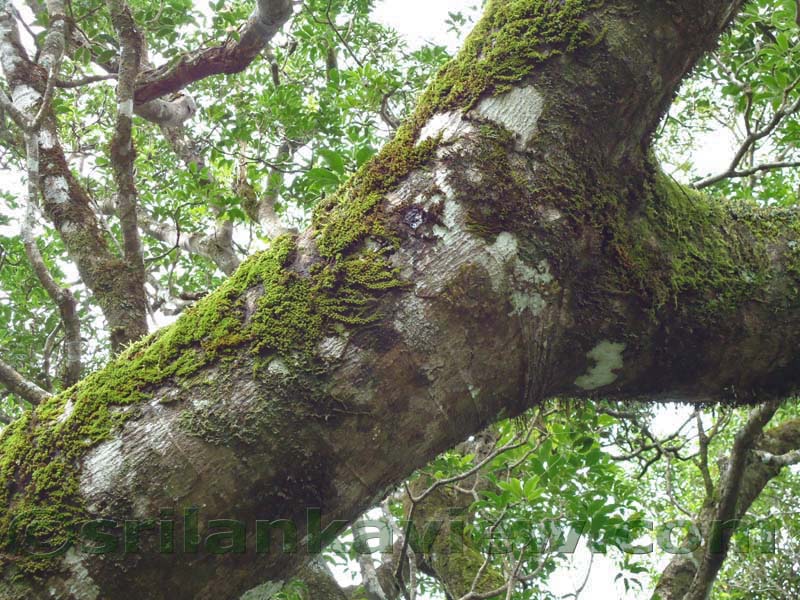 Riverston Rainy Season