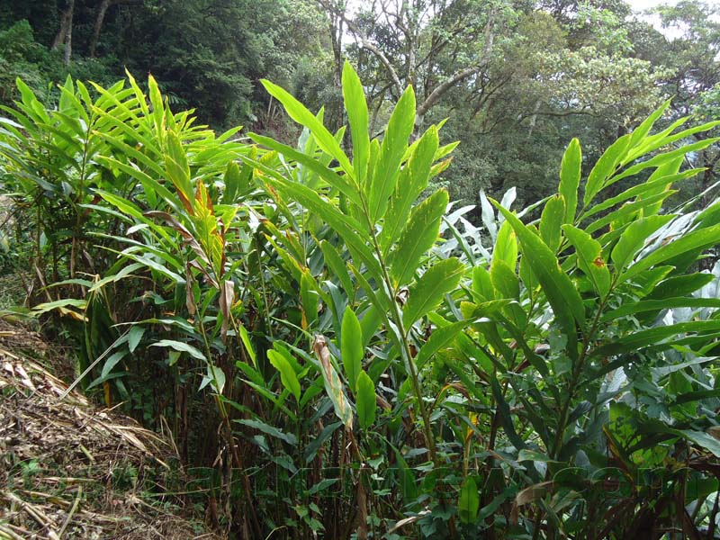 Riverston Rainy Season