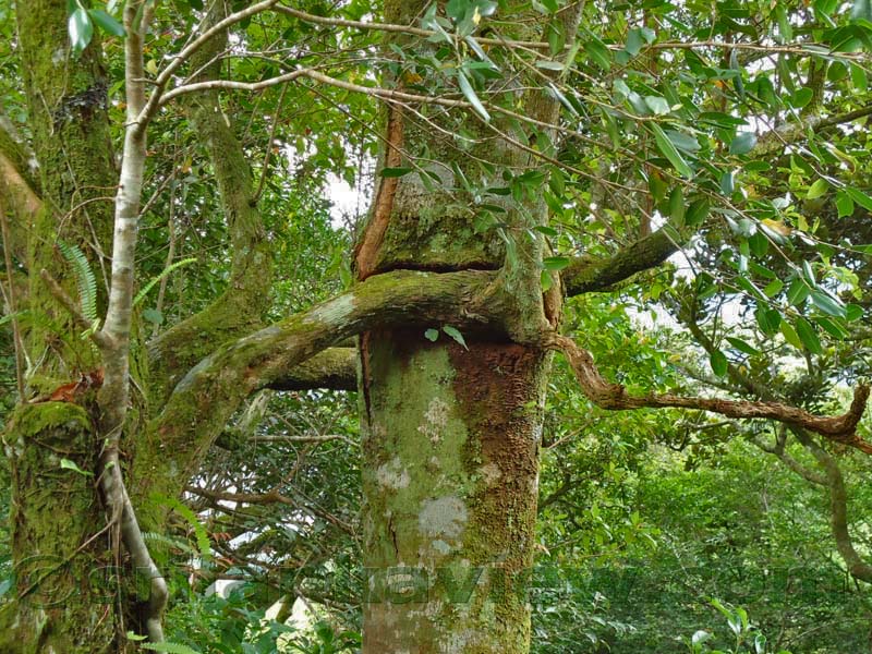 Riverston Rainy Season