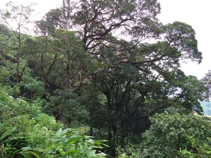 Riverston Rainy Season