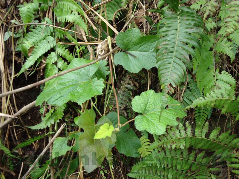 Riverston Rainy Season