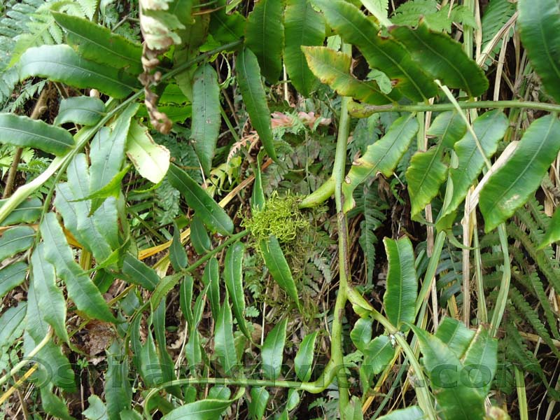 Riverston Rainy Season