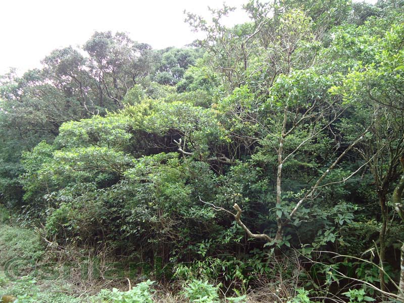 Riverston Rainy Season