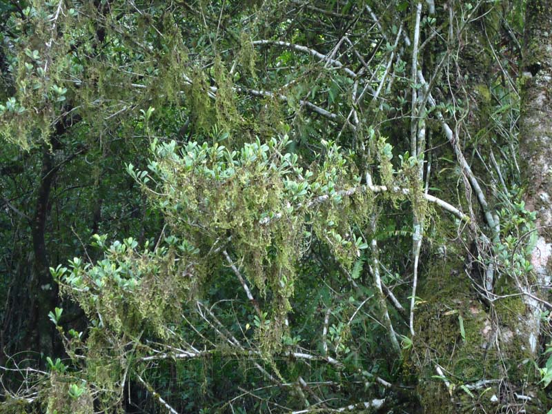 Riverston Rainy Season