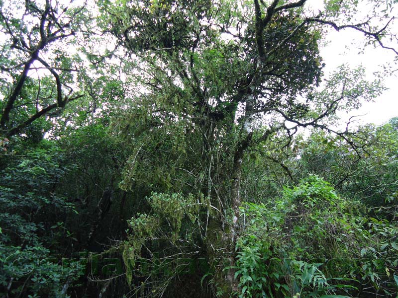 Riverston Rainy Season