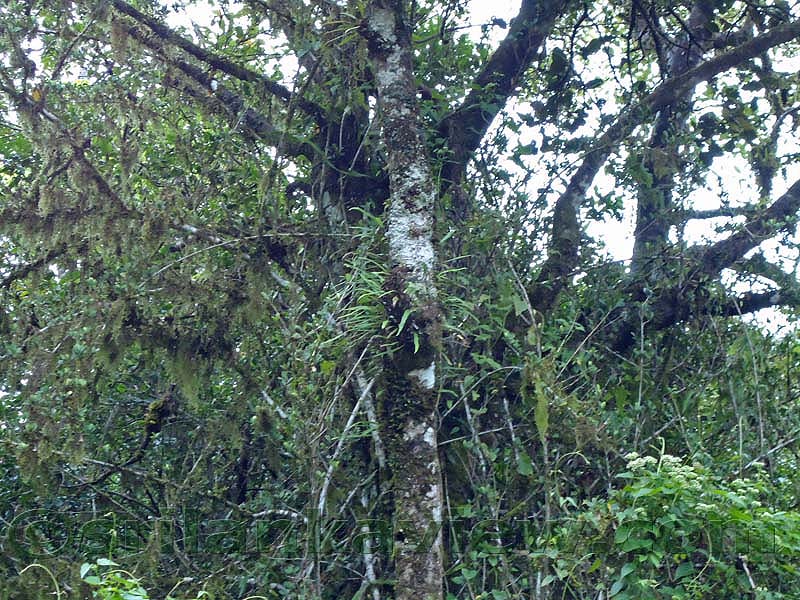 Riverston Rainy Season